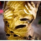 7 Ft Grave And Bones LED Twisted Souls Archway By Home Accents Holiday Local Pickup Only