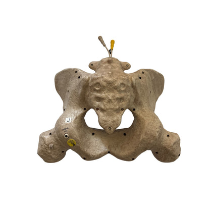 6.5ft Grave & Bones LED App Controlled Ultra Skelly 1013295819 Part J Pelvis