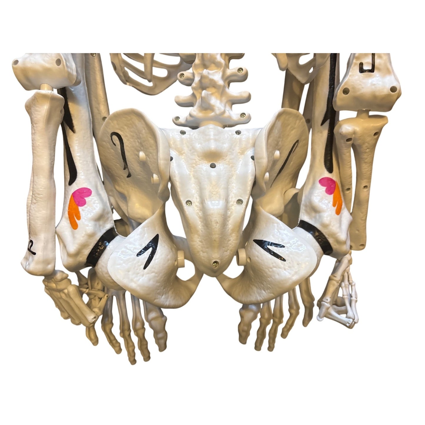 Ultraposeable Day Of The Dead 5 Ft Skeleton 3-Pack