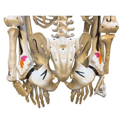 Ultraposeable Day Of The Dead 5 Ft Skeleton 3-Pack