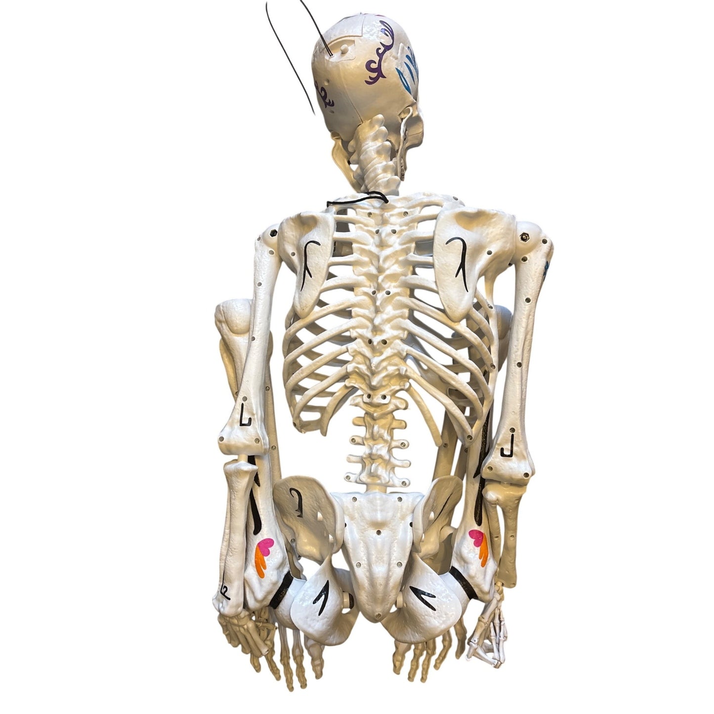 Ultraposeable Day Of The Dead 5 Ft Skeleton 3-Pack