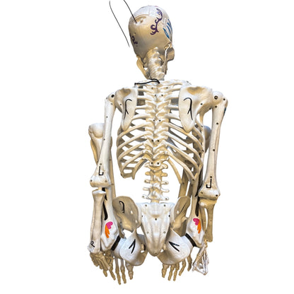Ultraposeable Day Of The Dead 5 Ft Skeleton 3-Pack