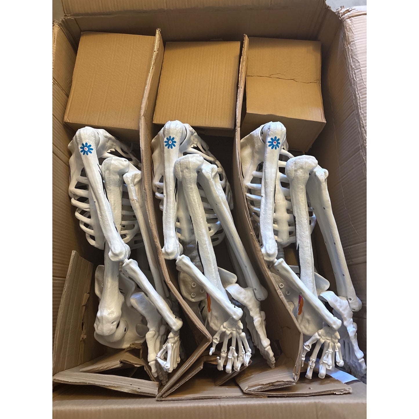 Ultraposeable Day Of The Dead 5 Ft Skeleton 3-Pack